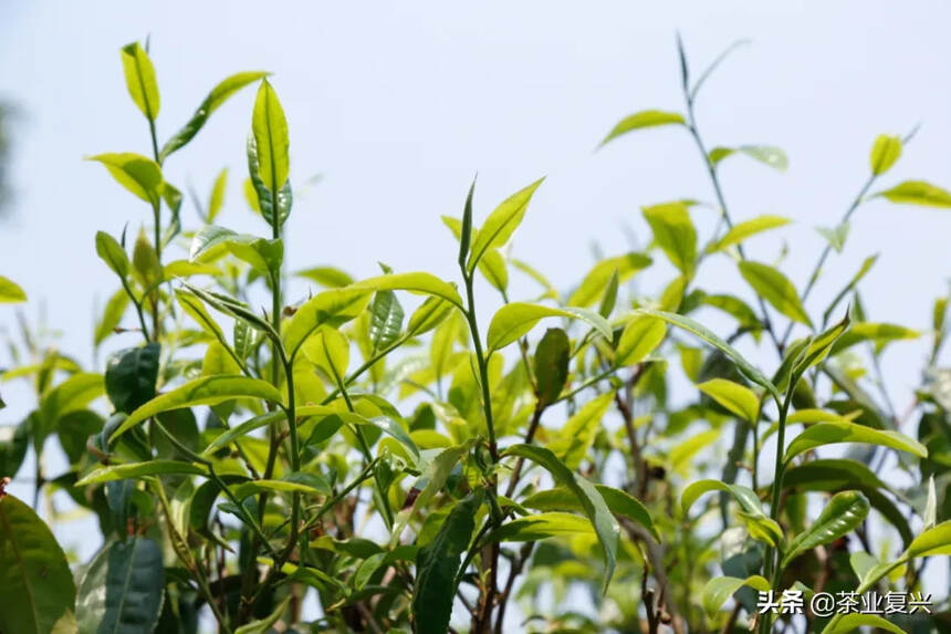 我是一个茶小白，我只想简简单单买红茶