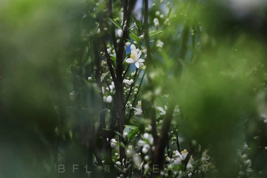 阳春三月，柑花盛开，茶香在望