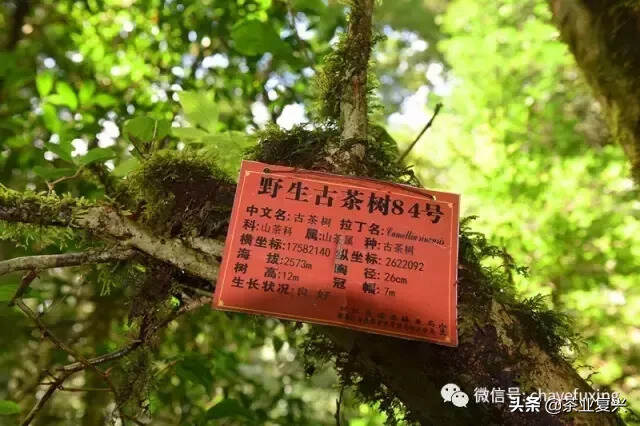 茶乡如何复兴？从茶看云南人的精神