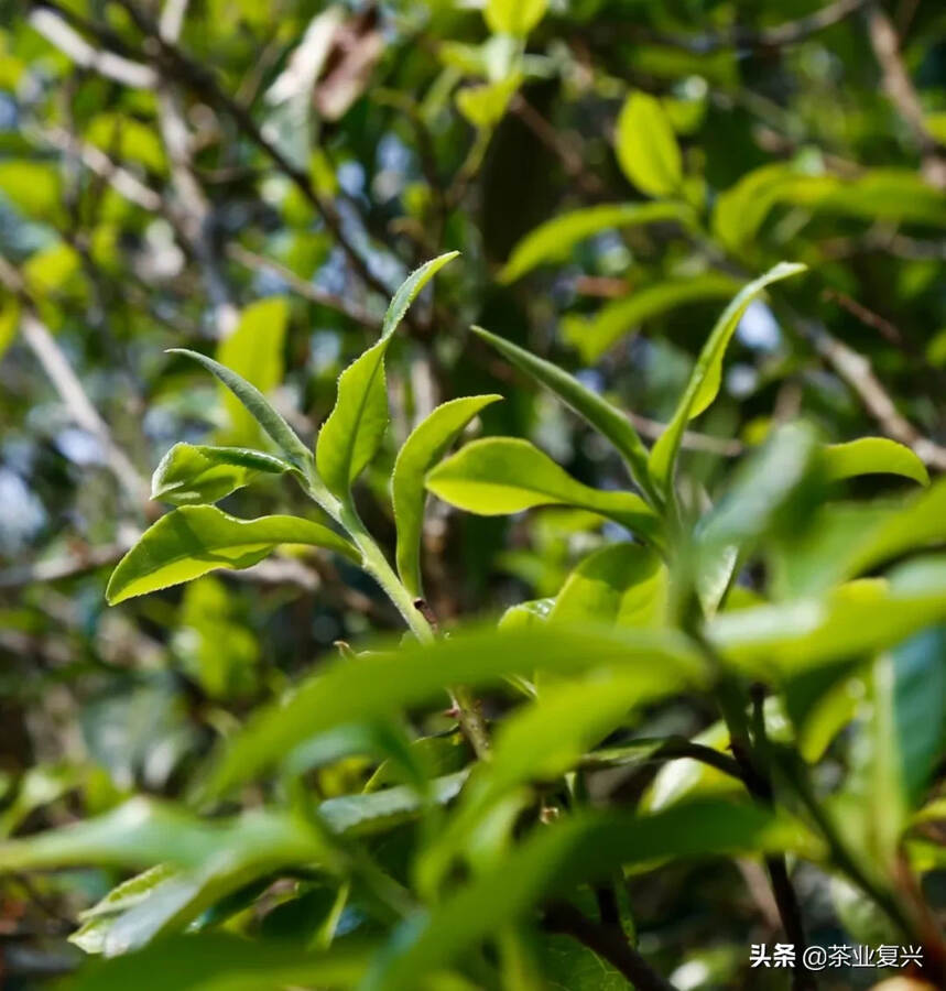 茶区干旱在继续，是天灾还是人祸？