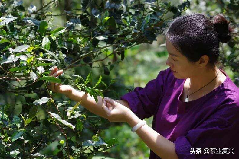 三款经典易武茶，带你寻找普洱茶老味道