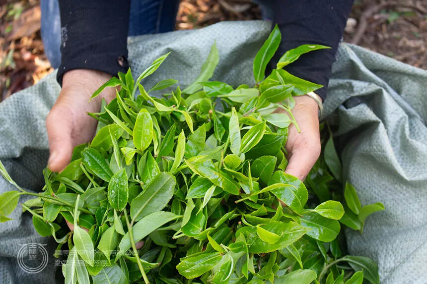 玉龙祥2021茶山行 | 不负春光，又向茶山