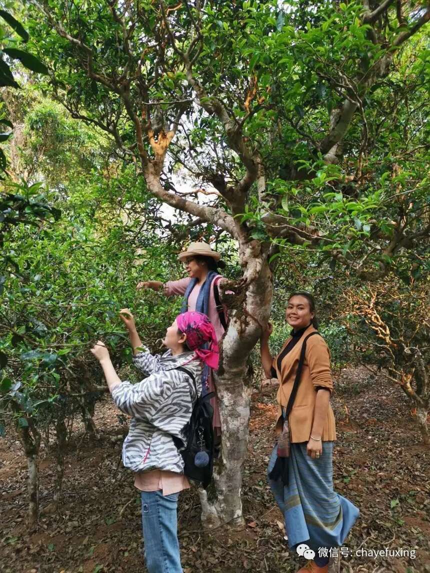 景迈山小史：因茶而改写，因茶而鲜活