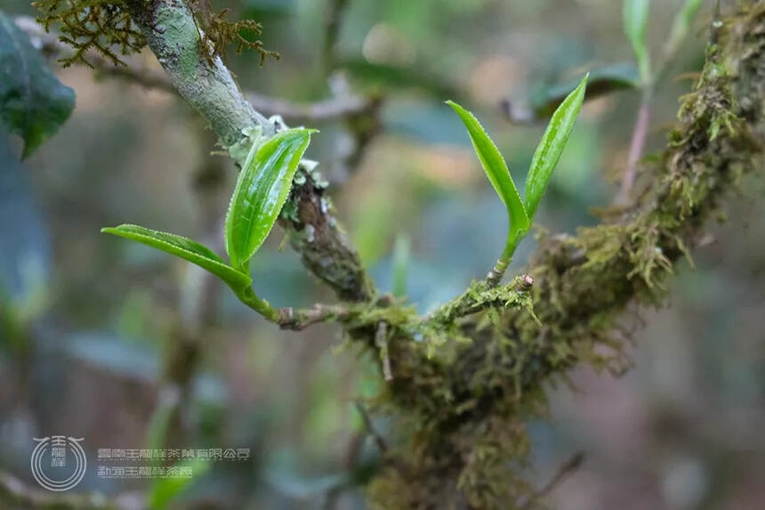 玉龙祥2021茶山行 | 不负春光，又向茶山