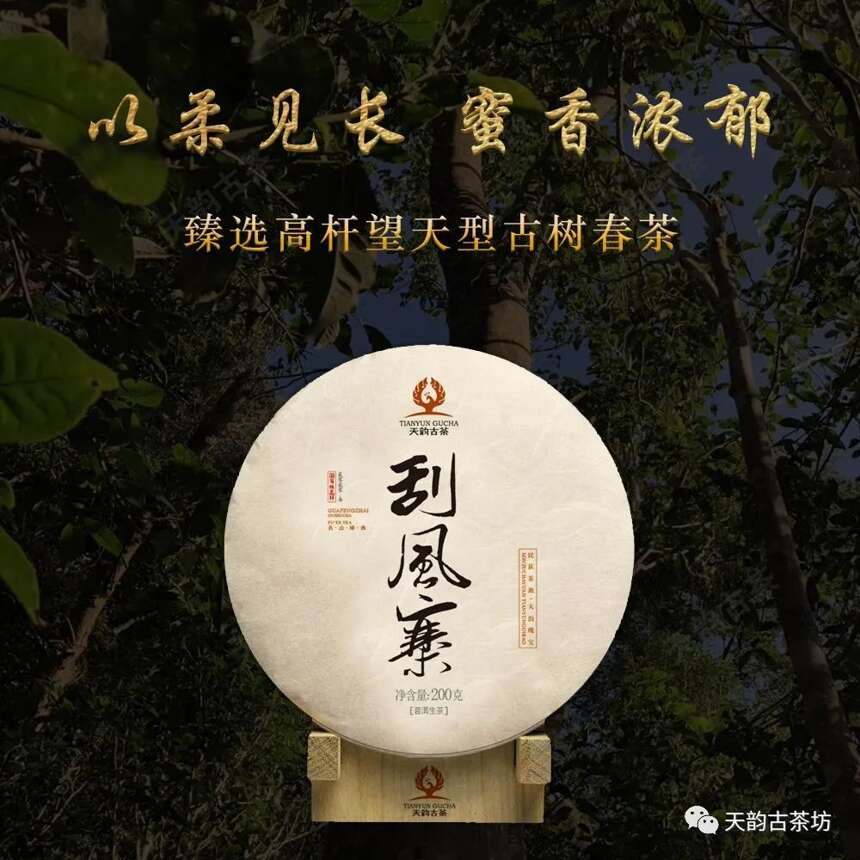 万众翘首以待的巅峰之作，2020年天韵古茶森林古树茶终于上市