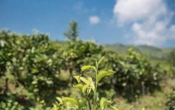 临沧普洱茶产区为什么被誉为世界古茶之都？