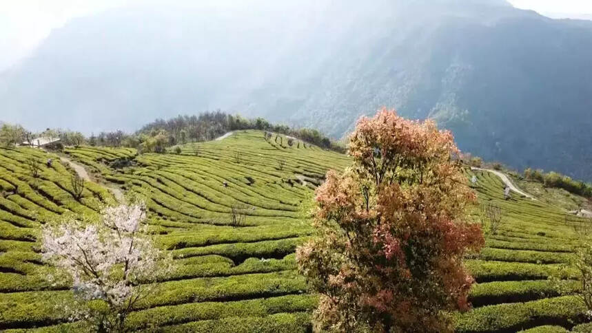 嘿，我发现了一座“醉”美的茶山