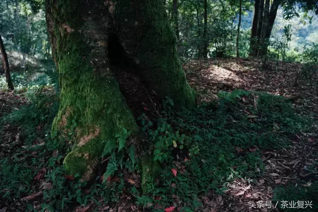 这片土地的脉络，是从茶叶里流淌出的血脉，守茶山就是守江山