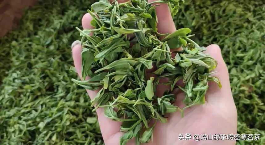 为什么正宗的崂山茶贵呢？