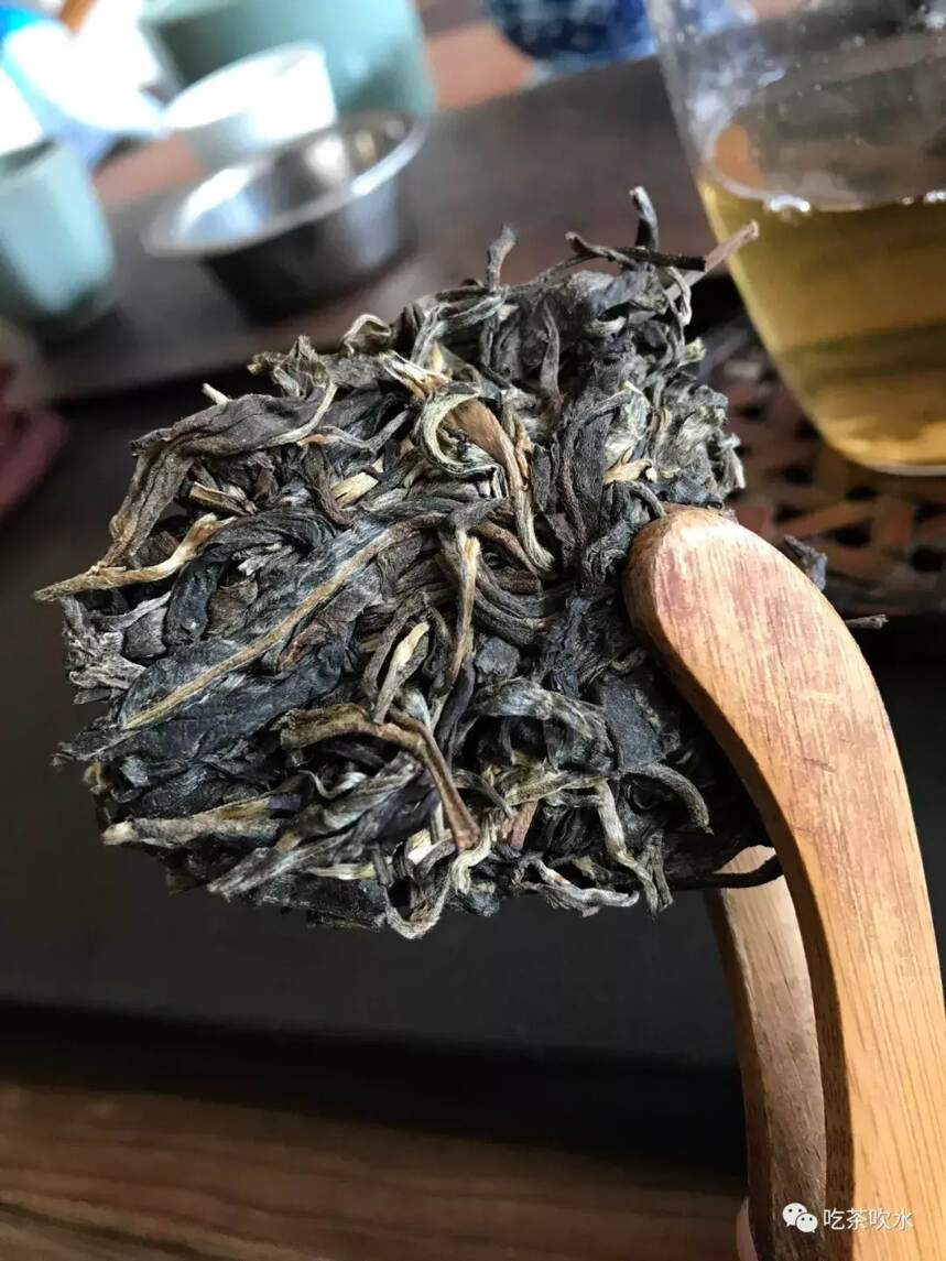 普洱茶品评第九期：易武古树