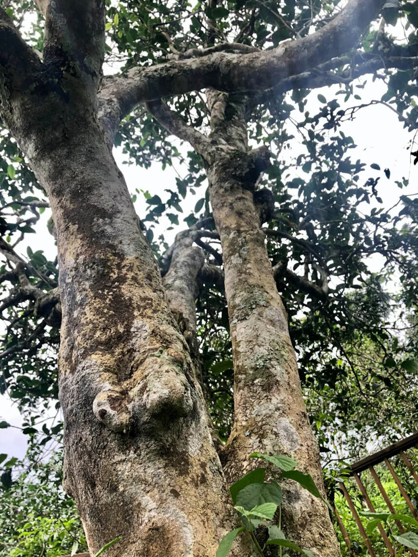 茶者，上者生烂石｜岩韵古树茶从山野石缝中长出来