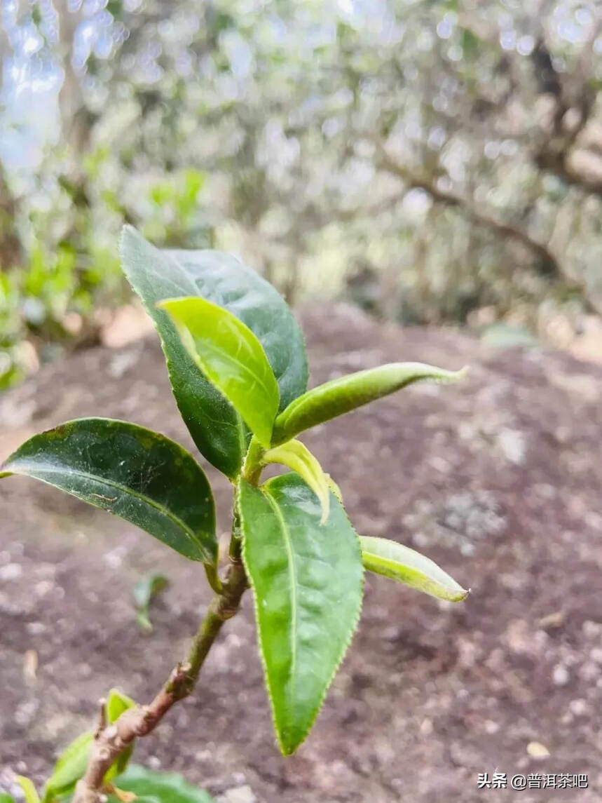 「干货分享」临沧邦东昔归忙麓山古树茶