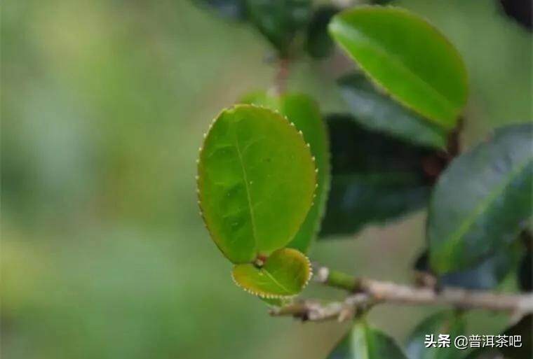 「干货分享」据说，倚邦是普洱茶的起点，也是喝茶人的终点