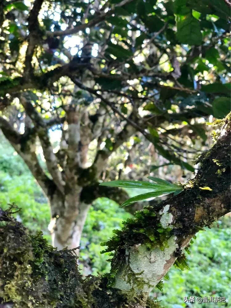 「普洱茶山行」干货分享贺开古树普洱茶兰香扑面何处来？