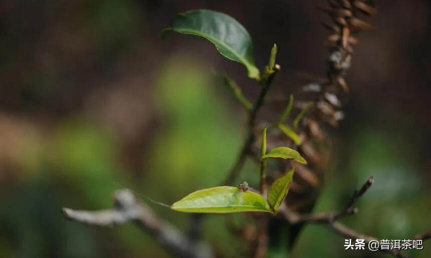 「干货分享」详细解析普洱茶四大主要产区