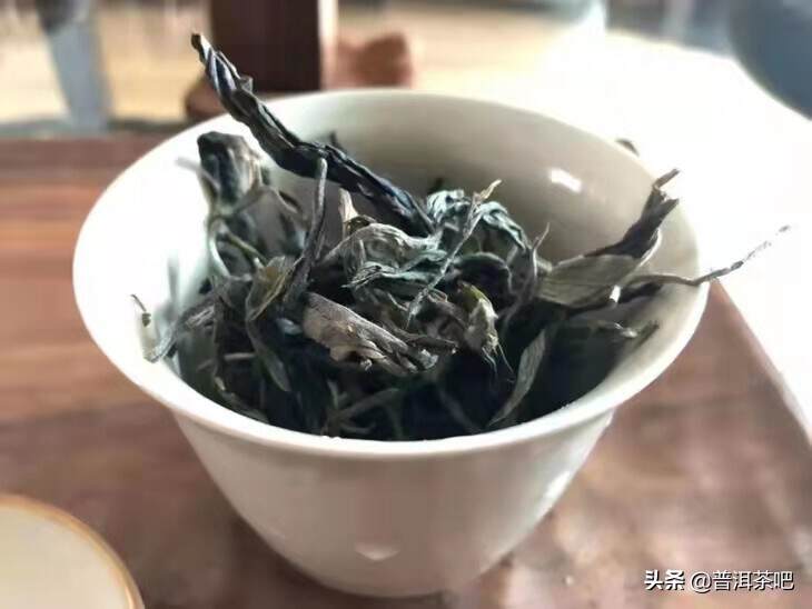 刮风寨茶王树的茶王魅力