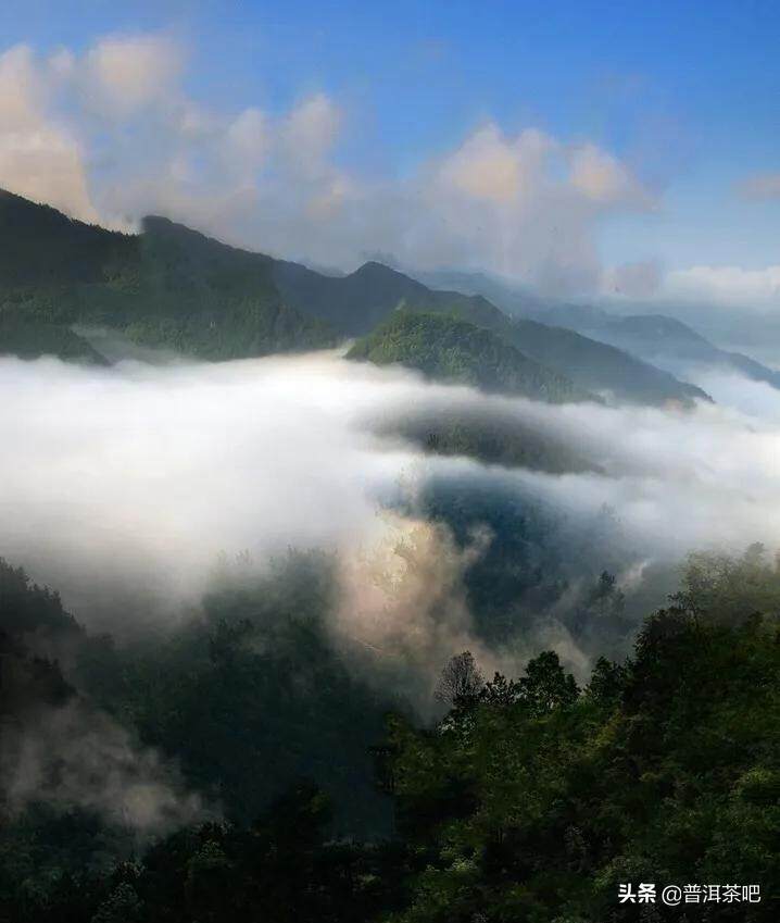 「干货分享」滑竹梁子&刮风寨，哪座茶山更能代表原始森林的味道