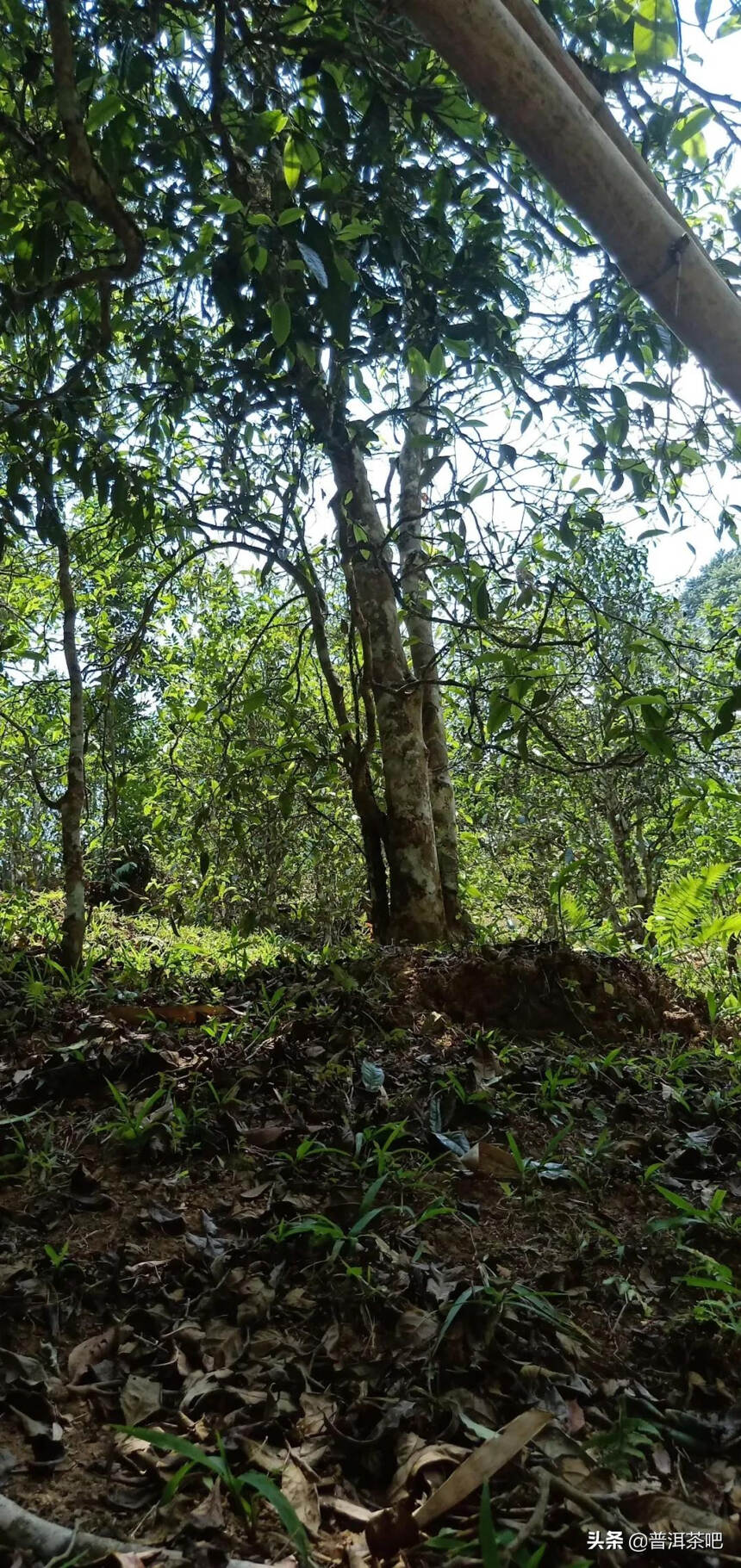 「干货分享」临沧邦东昔归忙麓山古树茶