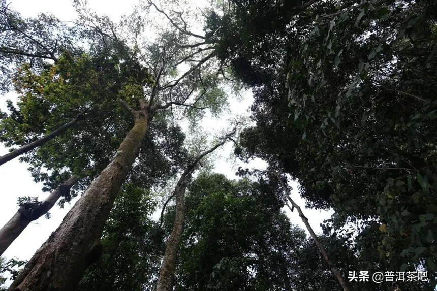 「瑶区普洱茶」以百花之名绽放野冽韵味，百花潭古树茶