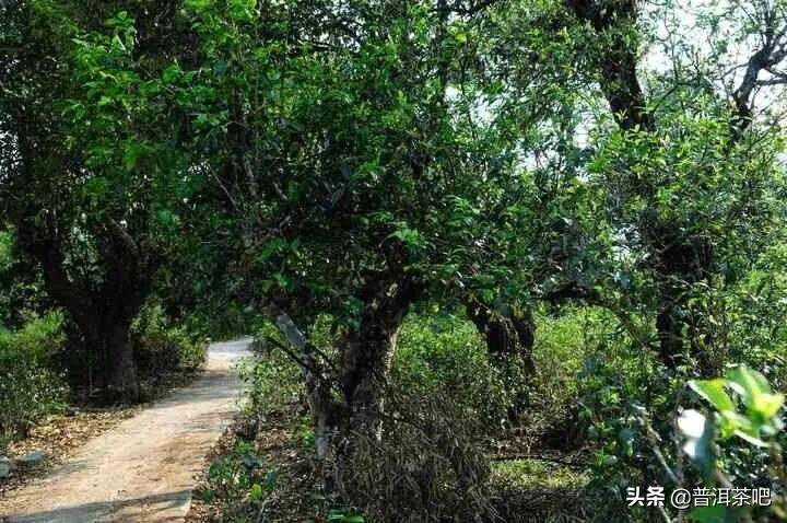 「干货分享」勐海南糯古茶石头寨普洱茶口感特点