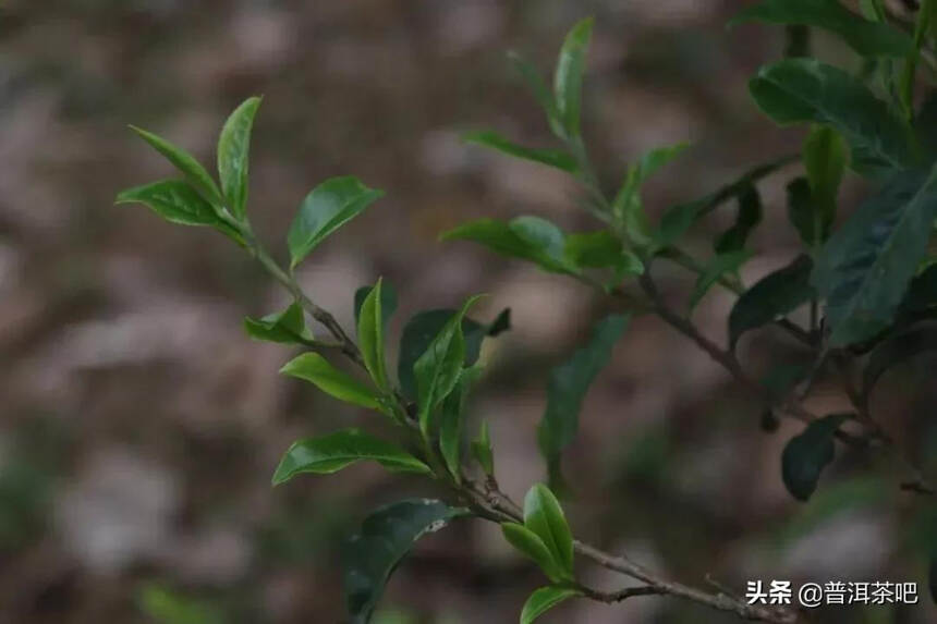 「干货分享」大黑山倚邦新贵，浓郁度完胜曼松