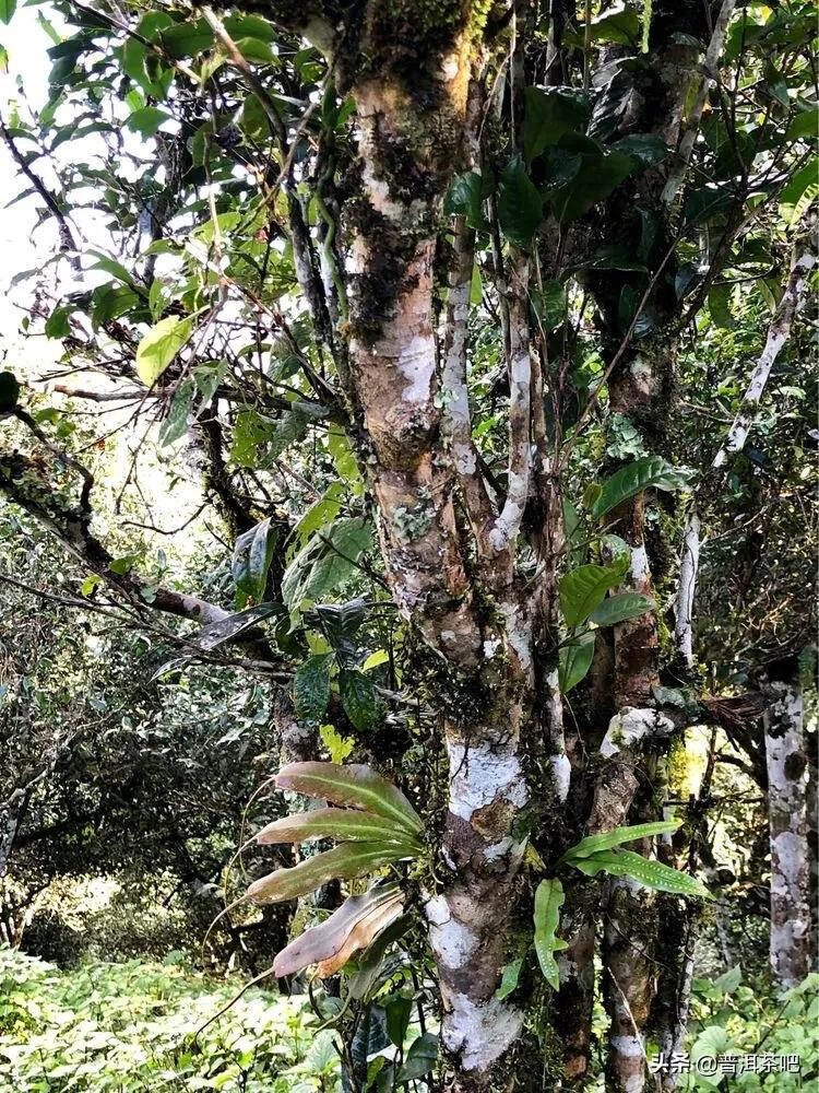 「普洱茶山行」干货分享贺开古树普洱茶兰香扑面何处来？