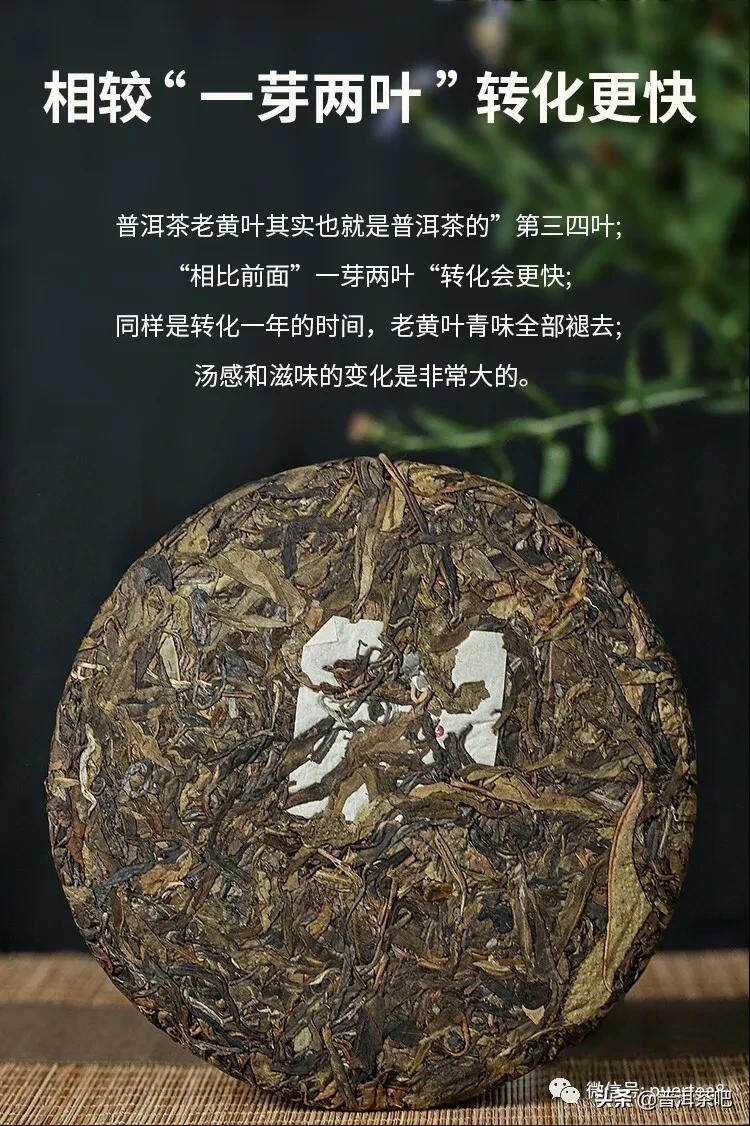 「干货分享」普洱茶初学者的品饮福利——普洱黄片