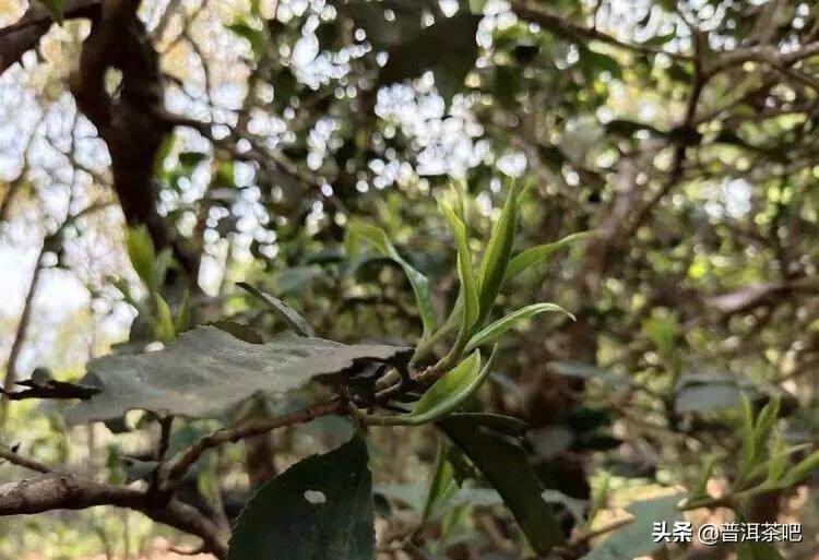 「干货分享」详解普洱茶树发芽时间