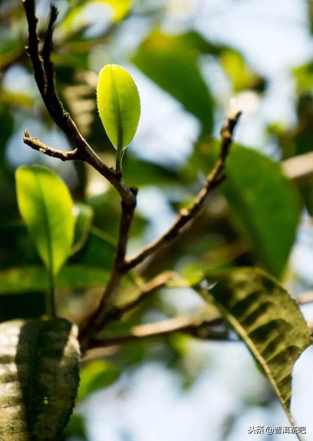 「干货分享」古六大茶山之“革登”古树茶