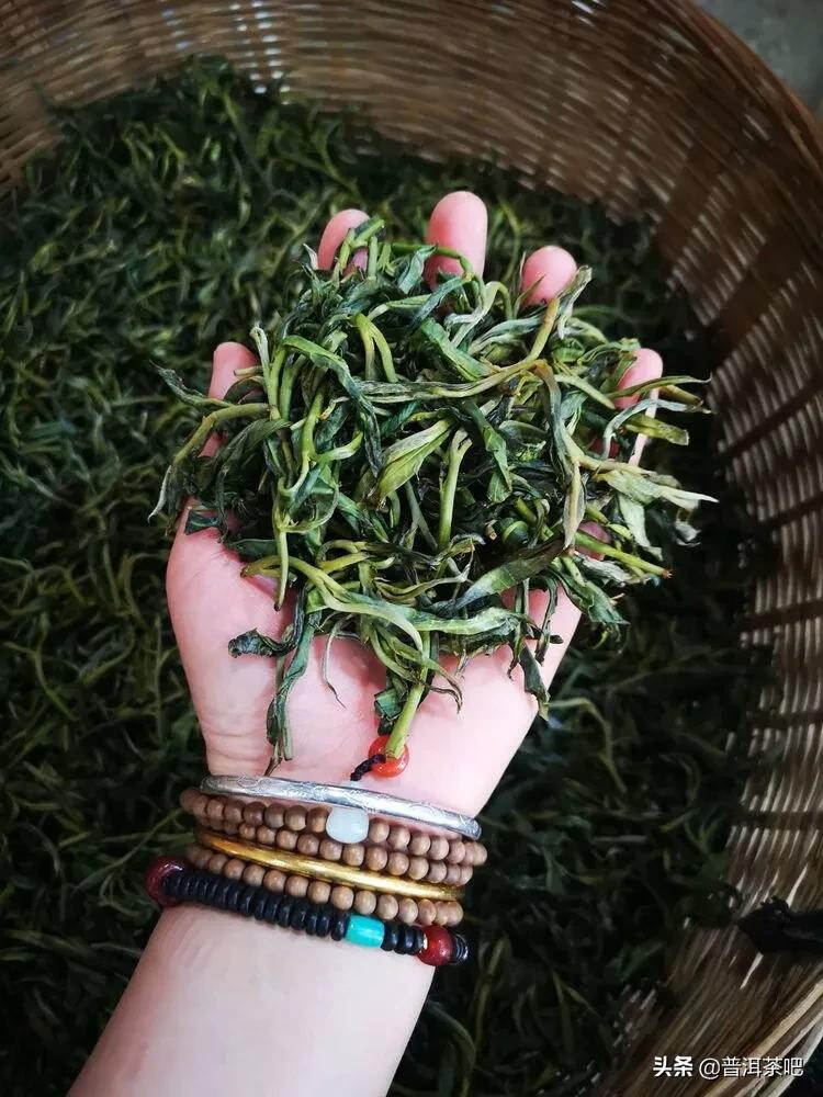 「干货分享」西双版纳普洱茶茶山行