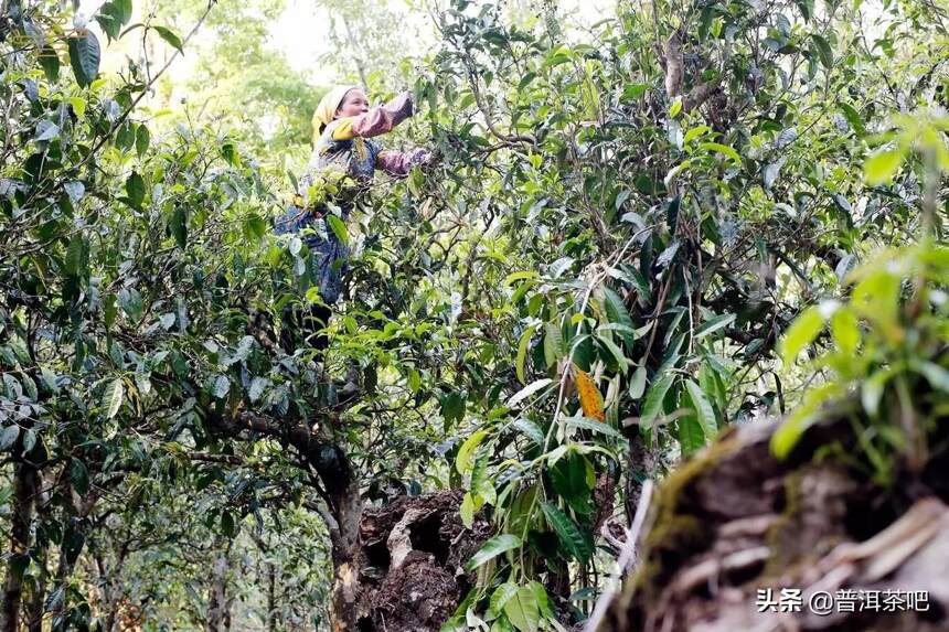 普洱茶新六大茶山详解