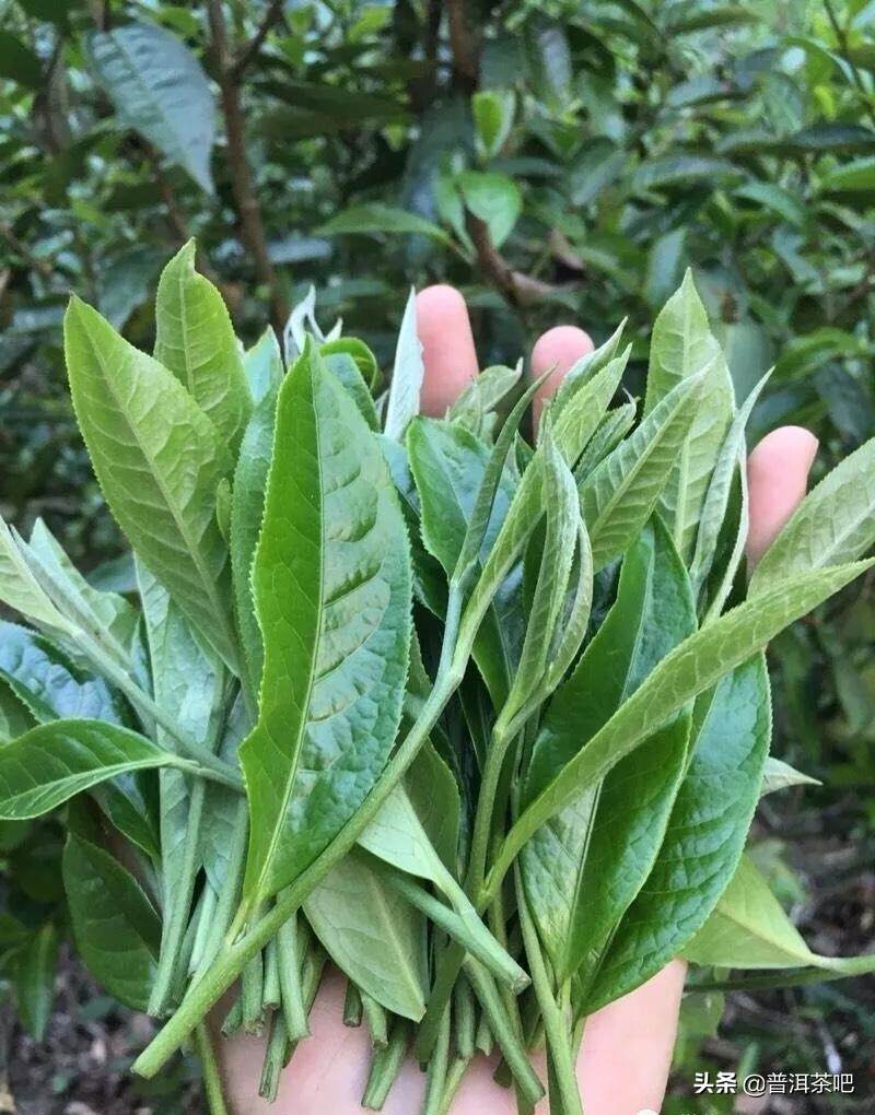 「干货分享」细数云南名山古树普洱茶的滋味特点