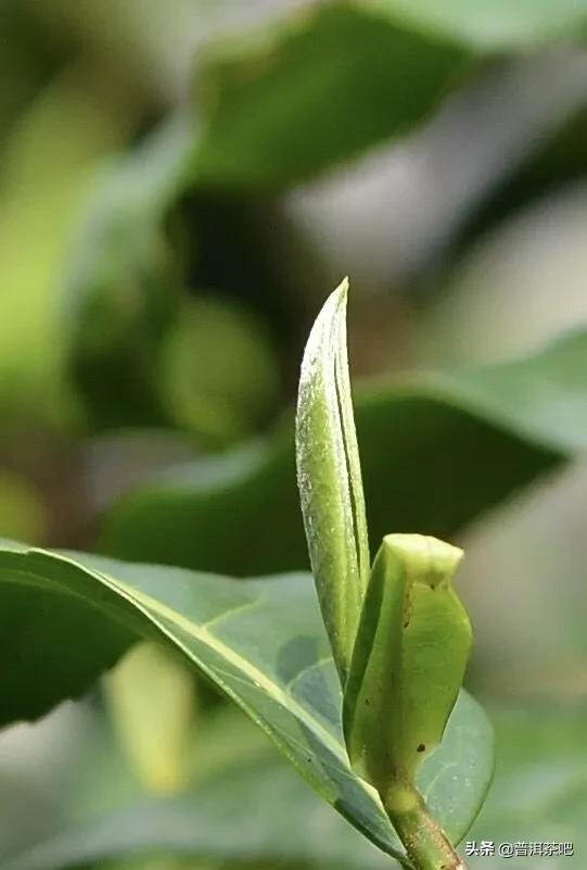 香竹林古树茶2019年