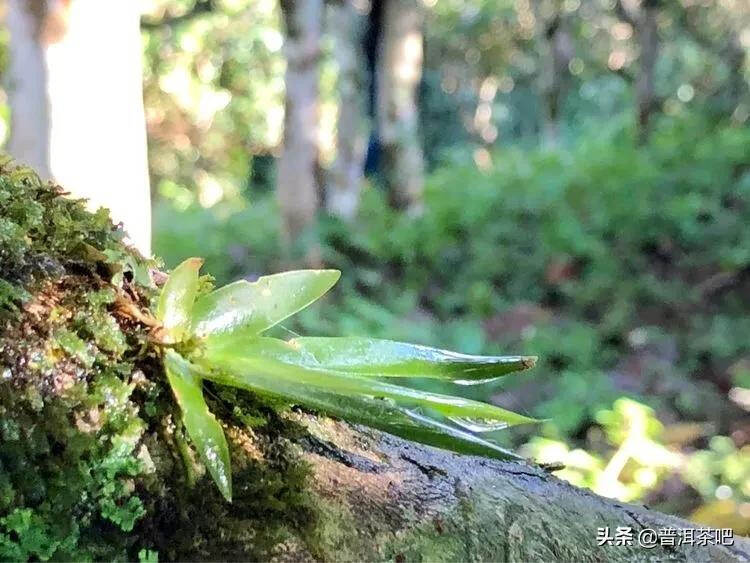 「普洱茶山行」干货分享贺开古树普洱茶兰香扑面何处来？