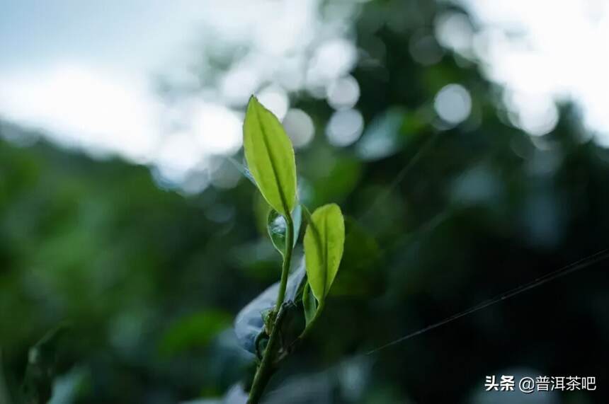 「答疑解惑」你知道雨水对秋茶的影响吗？