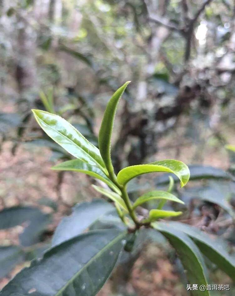 「干货分享」详解普洱茶树发芽时间