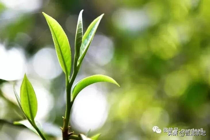 古六大茶山中保护最好、古茶园树遗存最多、产量最大的易武古茶山