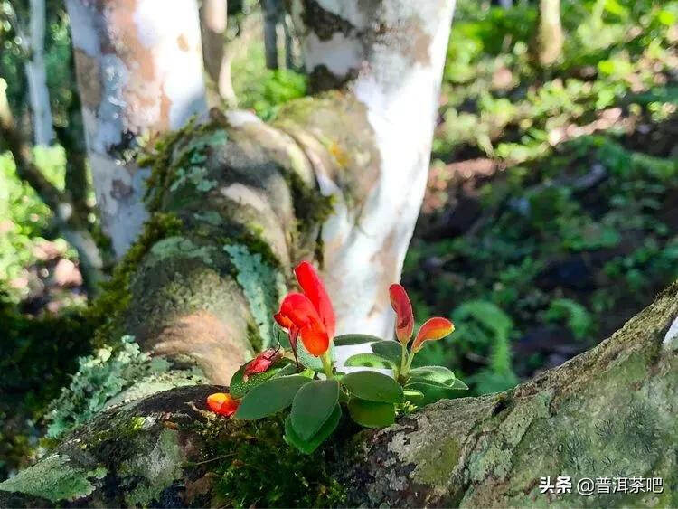 「普洱茶山行」干货分享贺开古树普洱茶兰香扑面何处来？