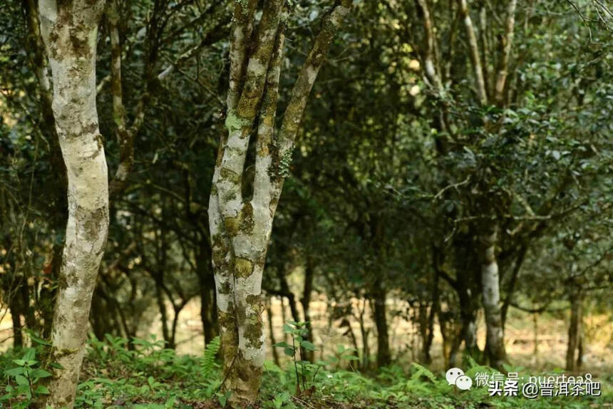 「普洱茶山行」探访古树普洱茶源头之——倚邦茶山