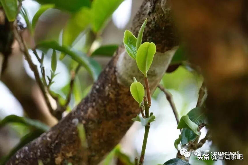 「干货分享」易武古茶园海拔分布数据图