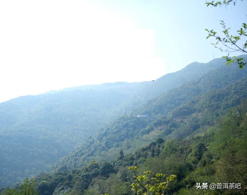 临沧永德大雪山最著名的三座茶山特点