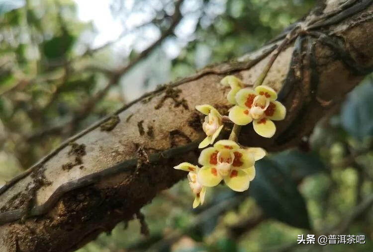 「干货分享」云南普洱茶春茶茶山行（多图欣赏）