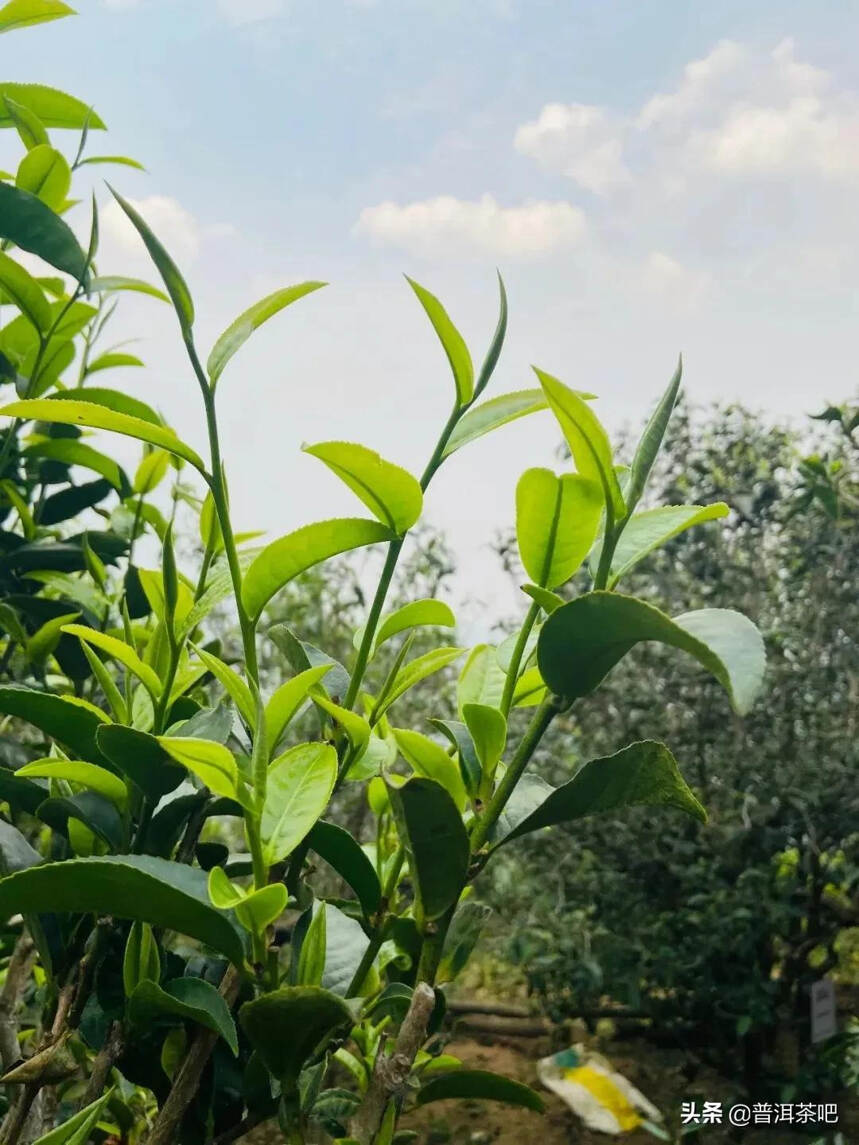 「干货分享」临沧邦东昔归忙麓山古树茶