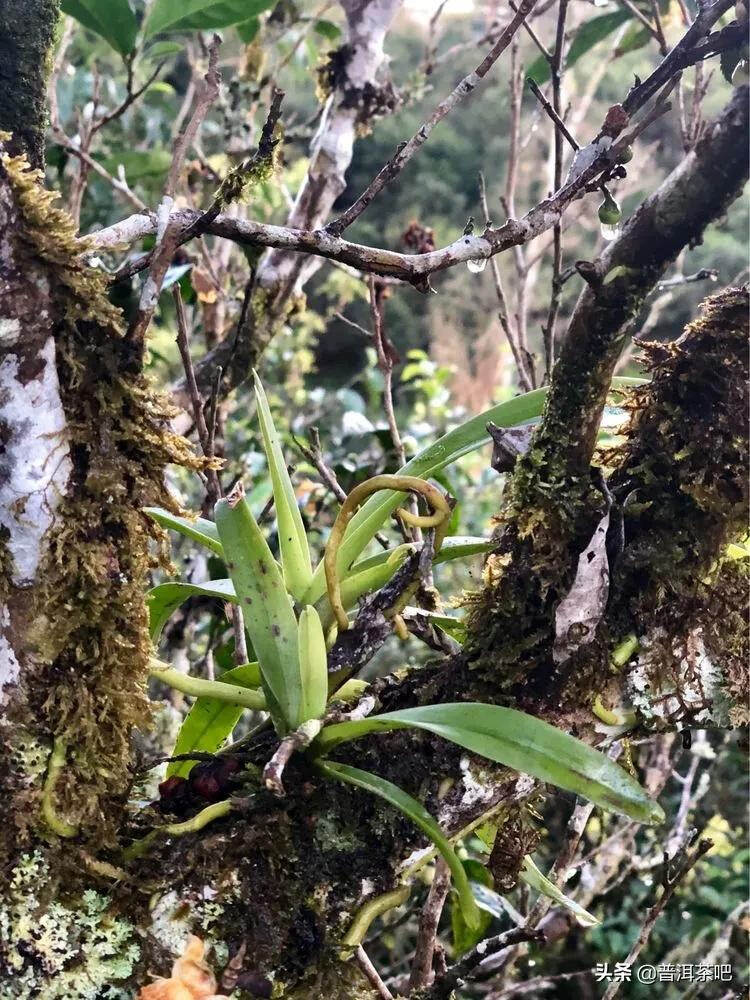 「普洱茶山行」干货分享贺开古树普洱茶兰香扑面何处来？