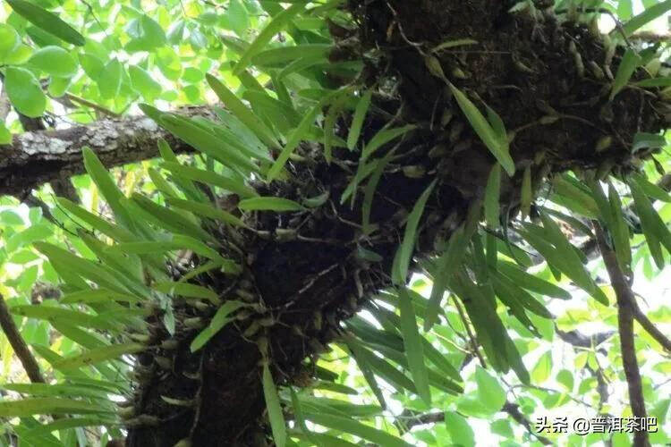 「普洱茶山行」云南普洱景迈山芒景村布朗族的家园普洱茶的故乡