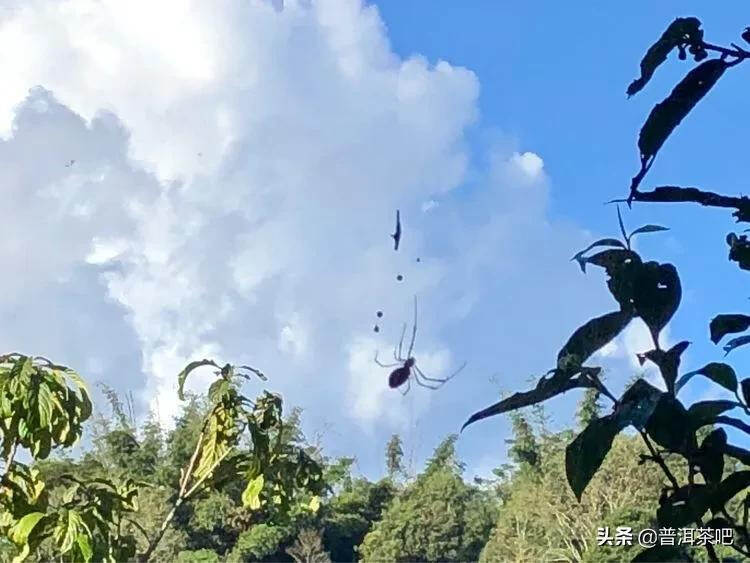 「普洱茶山行」干货分享贺开古树普洱茶兰香扑面何处来？