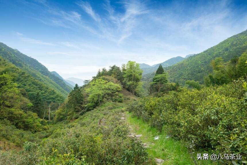 仅有400多年历史，偶然间被发现，红茶原来是这样的