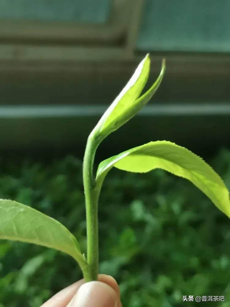 「干货分享」西双版纳普洱茶茶山行