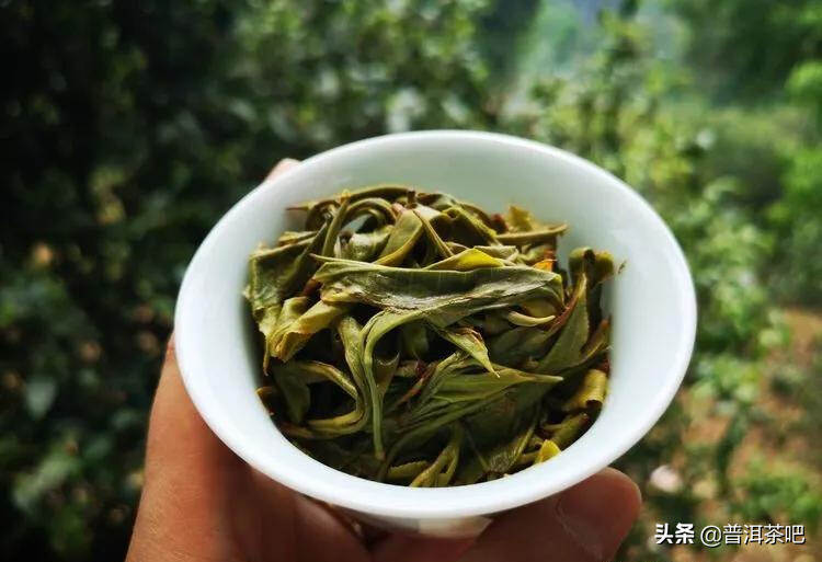 「干货分享」云南普洱茶春茶茶山行（多图欣赏）