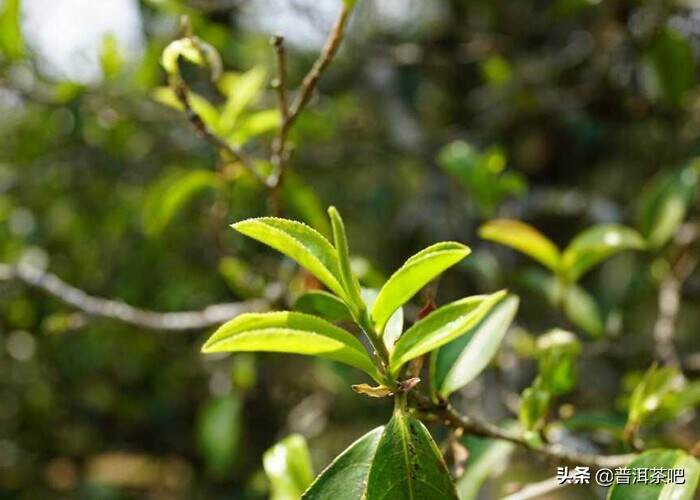 遗落深山的神秘皇家古茶园